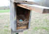 MPH Spring Bluebird Nesting Box 600.jpg (55277 bytes)