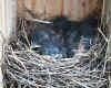 MPH Spring Lots of Baby Bluebirds To See 600.jpg (103906 bytes)